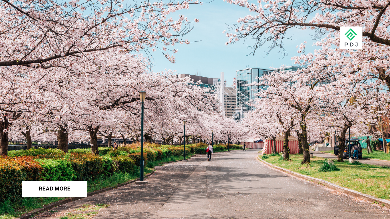Cherry Blossoms in Full Bloom Across Japan’s Yamagata Prefecture