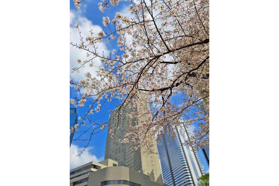 Diore Nishi-Shinjuku